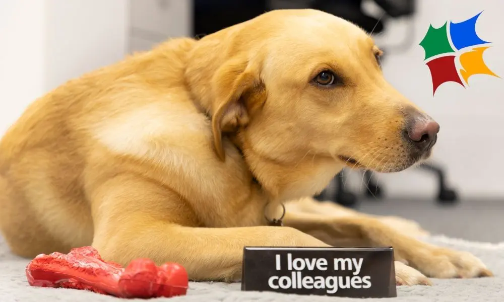 SEO Services Pricing - Foxi the Labrador - Web Design and SEO Company Limited