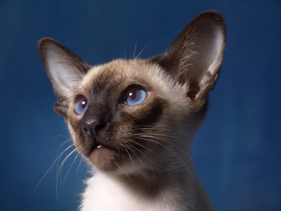 Meet the Team Paul Morrissey - Siamese Kitten - Web Design and SEO Company Limited